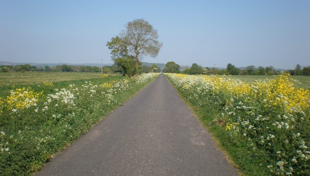 Driving in Rural Somerset in Summer. More about Amyra Mah in staging.amyramah.com